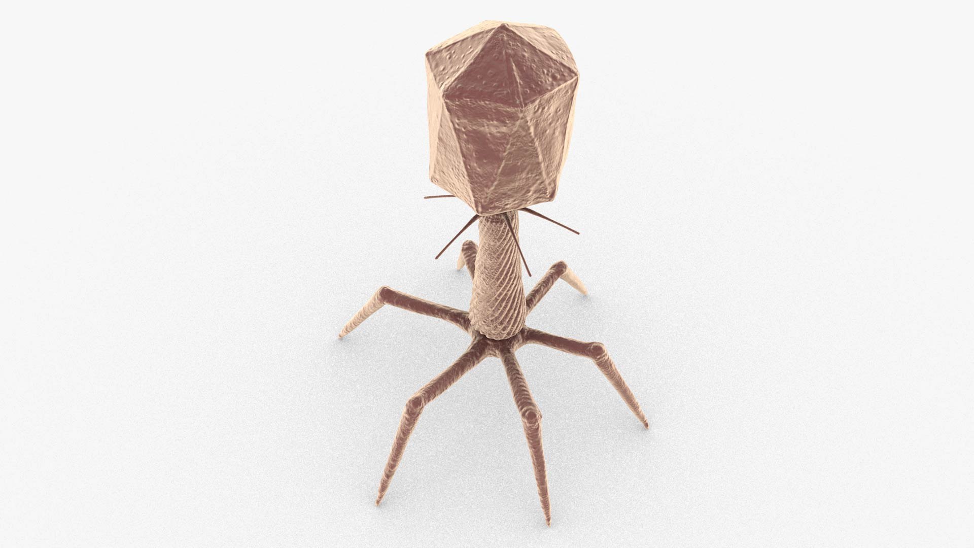 3D Bacteriophage https://p.turbosquid.com/ts-thumb/Hx/AXgrnE/Xu/bacteriophage_0005/jpg/1639916506/1920x1080/fit_q87/8101915d38b87041b8c450b5e9ad343852d9793b/bacteriophage_0005.jpg