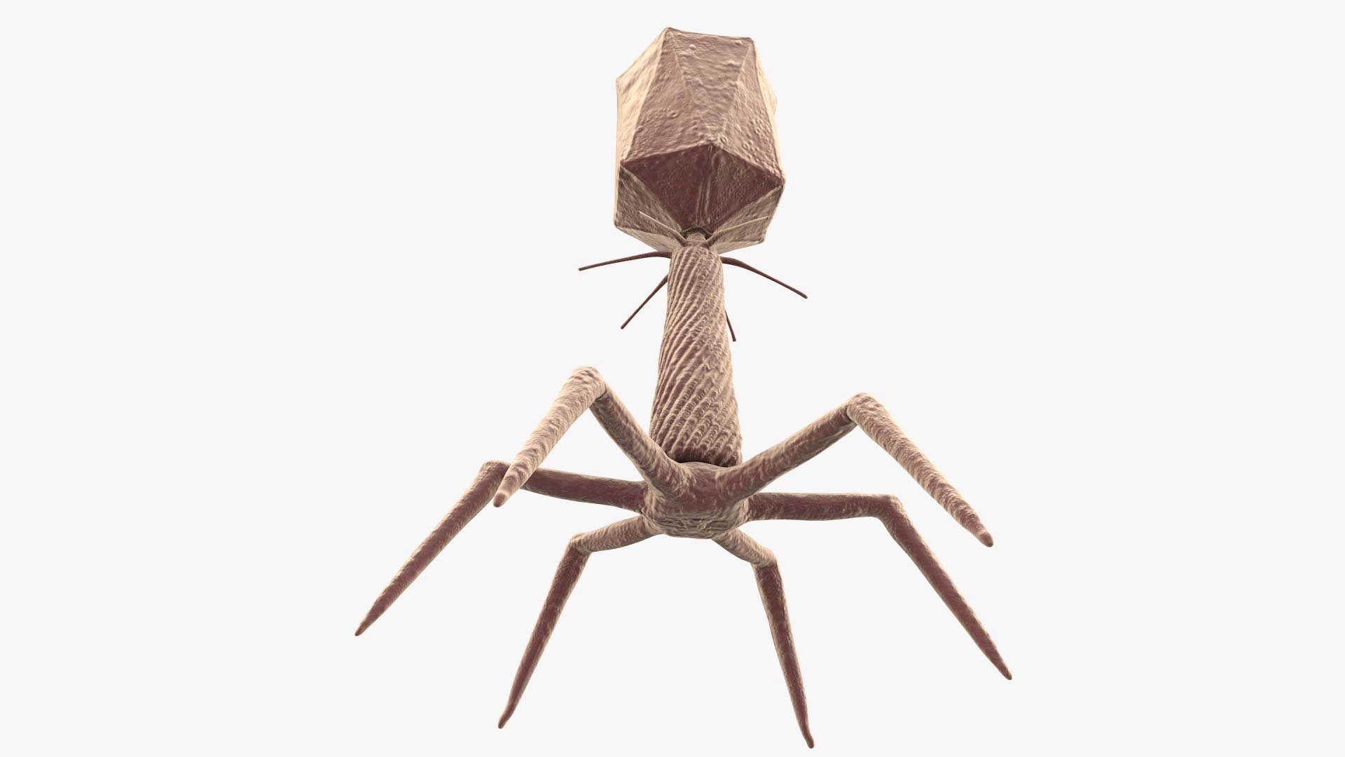 3D Bacteriophage https://p.turbosquid.com/ts-thumb/Hx/AXgrnE/cI/bacteriophage_0016/jpg/1639916505/1920x1080/fit_q87/7bf920fff8de286958365a4e0c50b2a96185b950/bacteriophage_0016.jpg