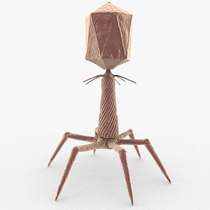 Bacteriophage
