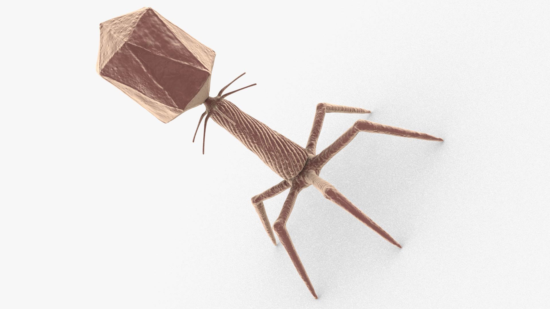 3D Bacteriophage https://p.turbosquid.com/ts-thumb/Hx/AXgrnE/ez/bacteriophage_0013/jpg/1639916504/1920x1080/fit_q87/368f9ef7999d4d2f8e175a5baaed4f26ea5bf50b/bacteriophage_0013.jpg