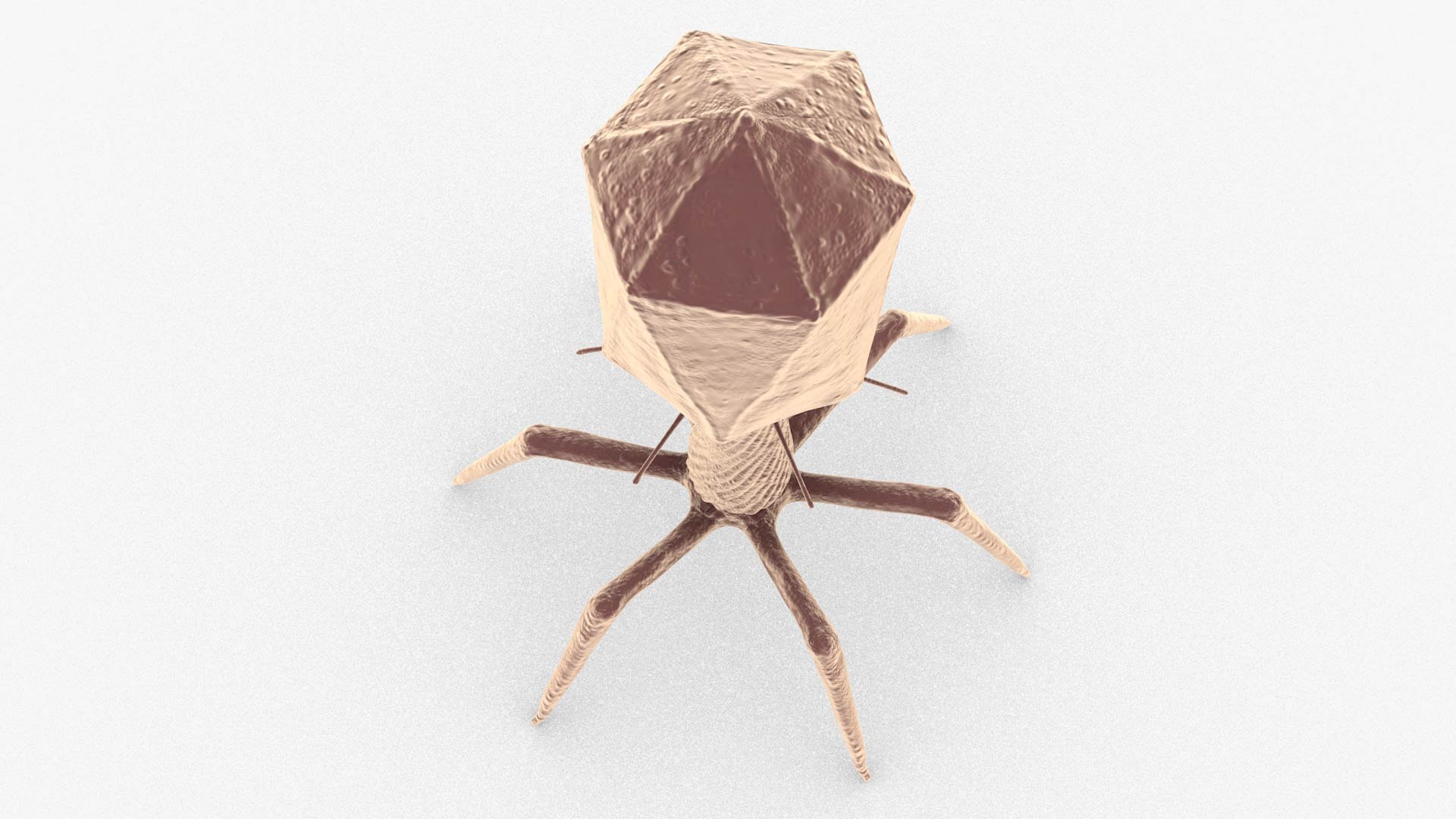 3D Bacteriophage https://p.turbosquid.com/ts-thumb/Hx/AXgrnE/hl/bacteriophage_0004/jpg/1639916506/1920x1080/fit_q87/f2d62d3e783e7238d451332412fbea4d589a3b38/bacteriophage_0004.jpg