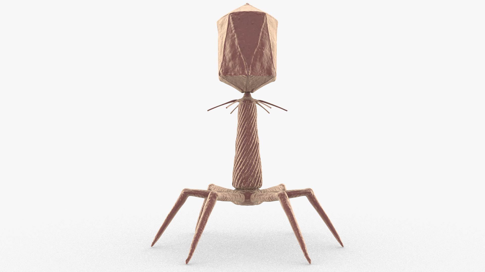 3D Bacteriophage https://p.turbosquid.com/ts-thumb/Hx/AXgrnE/nq/bacteriophage_0001/jpg/1639916503/1920x1080/fit_q87/c2f636561f937c9c9728e7a0d5ce20afcb68b280/bacteriophage_0001.jpg