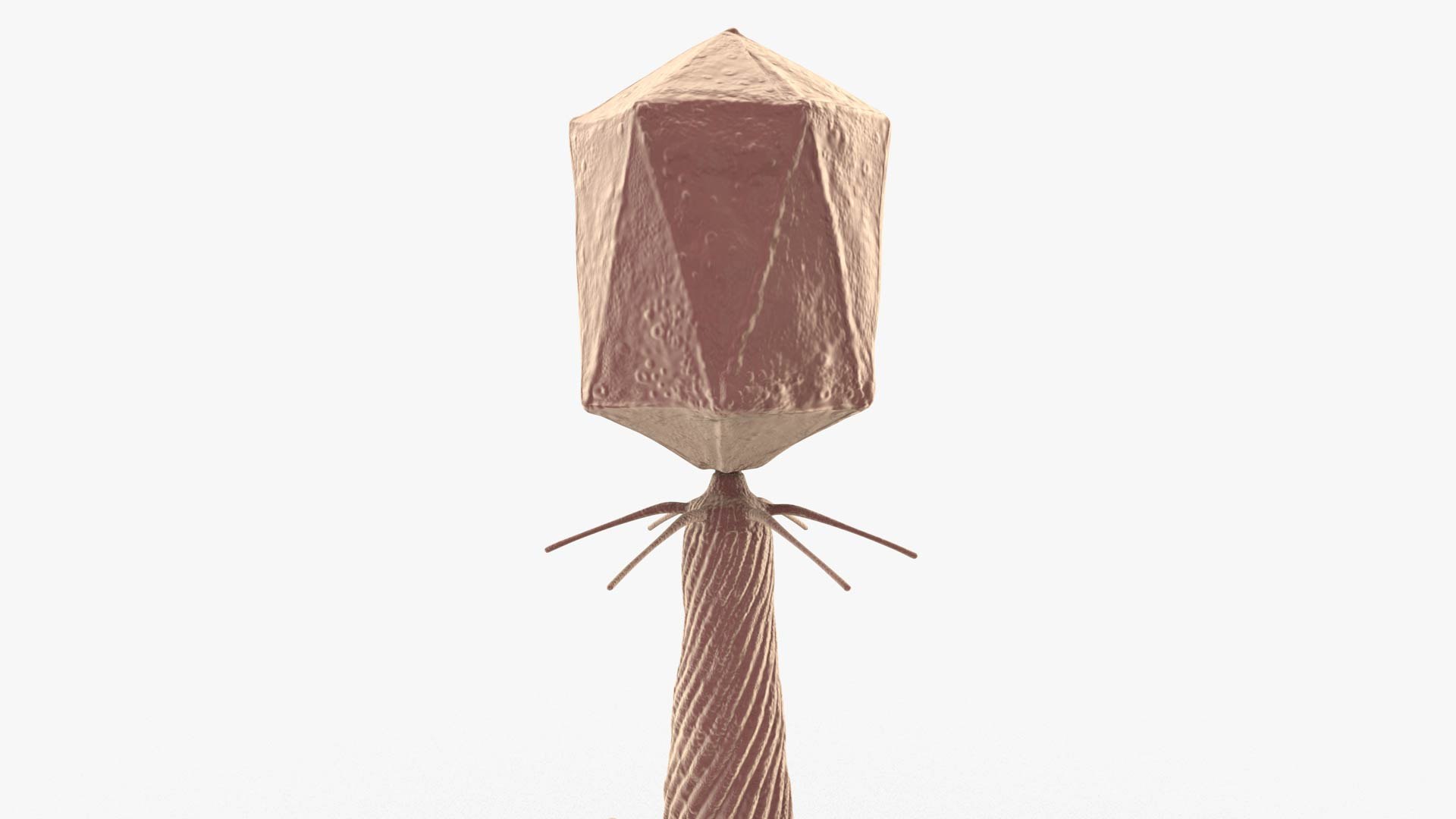 3D Bacteriophage https://p.turbosquid.com/ts-thumb/Hx/AXgrnE/o7/bacteriophage_0007/jpg/1639916505/1920x1080/fit_q87/adbebe159502252d35775d5856254f5ddd167039/bacteriophage_0007.jpg