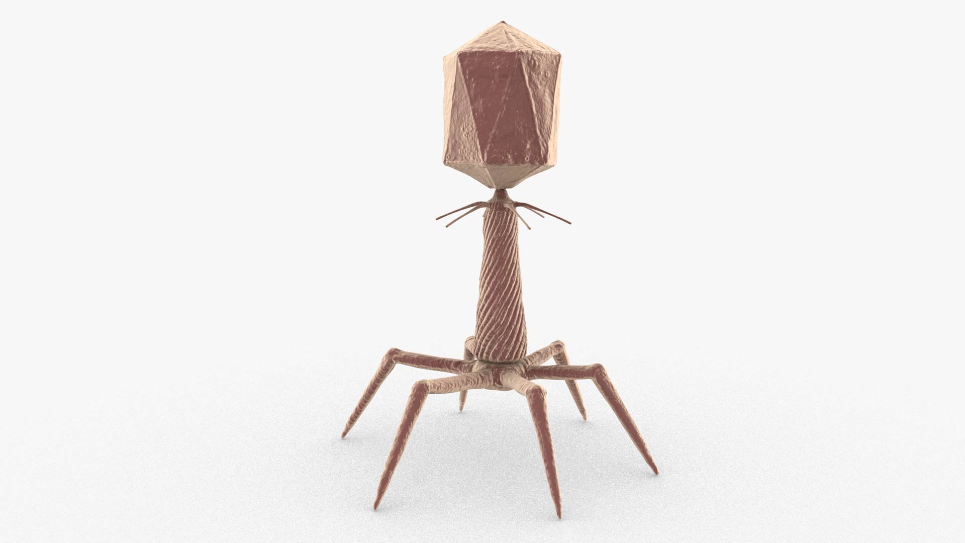 3D Bacteriophage https://p.turbosquid.com/ts-thumb/Hx/AXgrnE/wA/bacteriophage_0000/jpg/1639916503/1920x1080/fit_q87/0a2955fe36f30198757fd9eb49c0aa75f94f4086/bacteriophage_0000.jpg