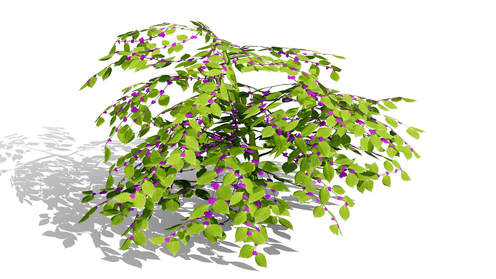 3D model Ultimate North American Shrub Collection https://p.turbosquid.com/ts-thumb/Hx/EPgTXp/3p/beautyberrycallicarpaamericanal/jpg/1778801552/1920x1080/fit_q87/3cfae140da11354bd9ac40e9b578ecb95dcef3a0/beautyberrycallicarpaamericanal.jpg