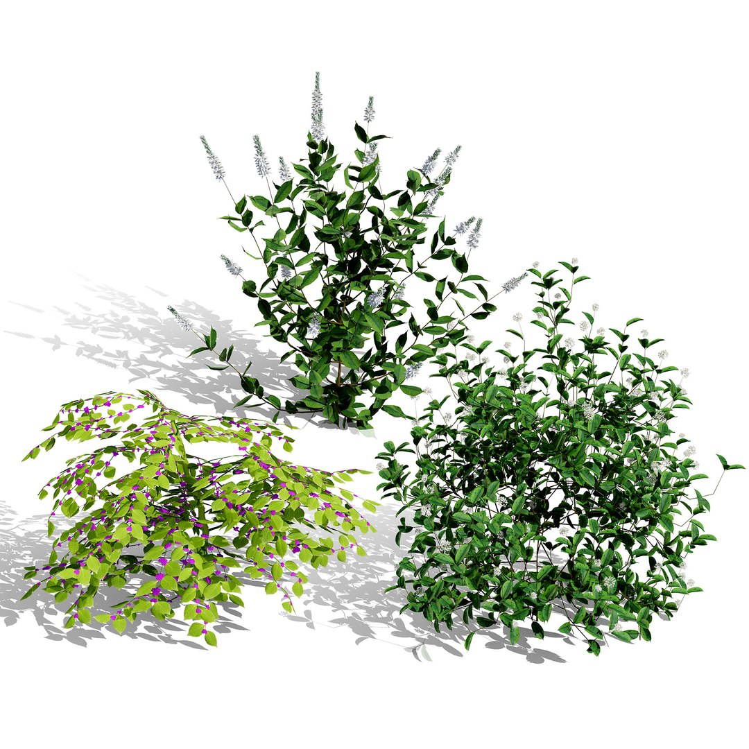 3D model Ultimate North American Shrub Collection https://p.turbosquid.com/ts-thumb/Hx/EPgTXp/Ek/0000coverbeautyberrycallicarpaamericana/jpg/1778801551/1920x1080/fit_q87/85fe9a7b5f09bb4b8c088718ae68fd8b0452df63/0000coverbeautyberrycallicarpaamericana.jpg