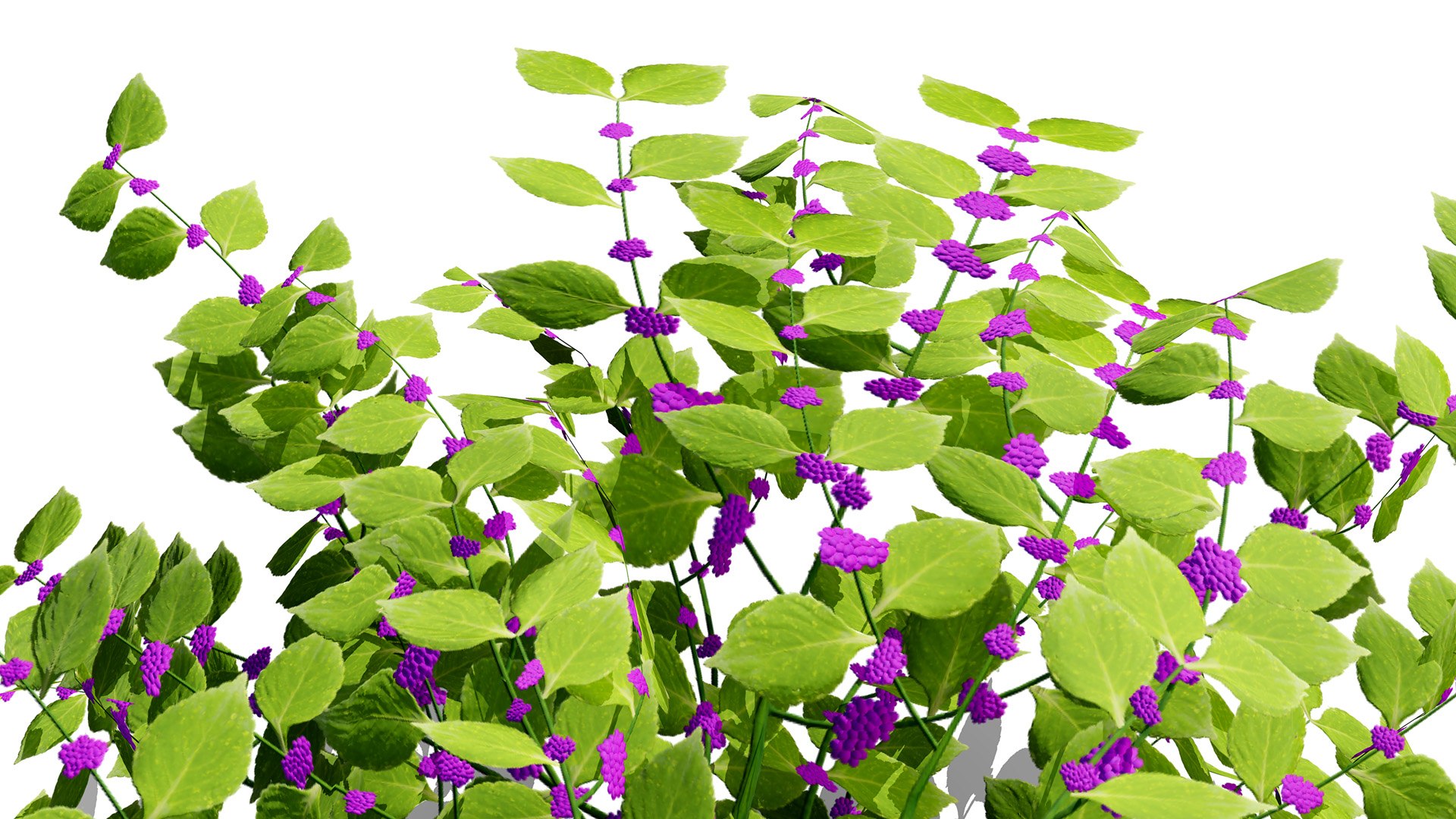 3D model Ultimate North American Shrub Collection https://p.turbosquid.com/ts-thumb/Hx/EPgTXp/o6/beautyberrycallicarpaamericanaz54trl/jpg/1778801553/1920x1080/fit_q87/9cfff4bdbb240f89c0f7579d3c77e22e4f636e64/beautyberrycallicarpaamericanaz54trl.jpg