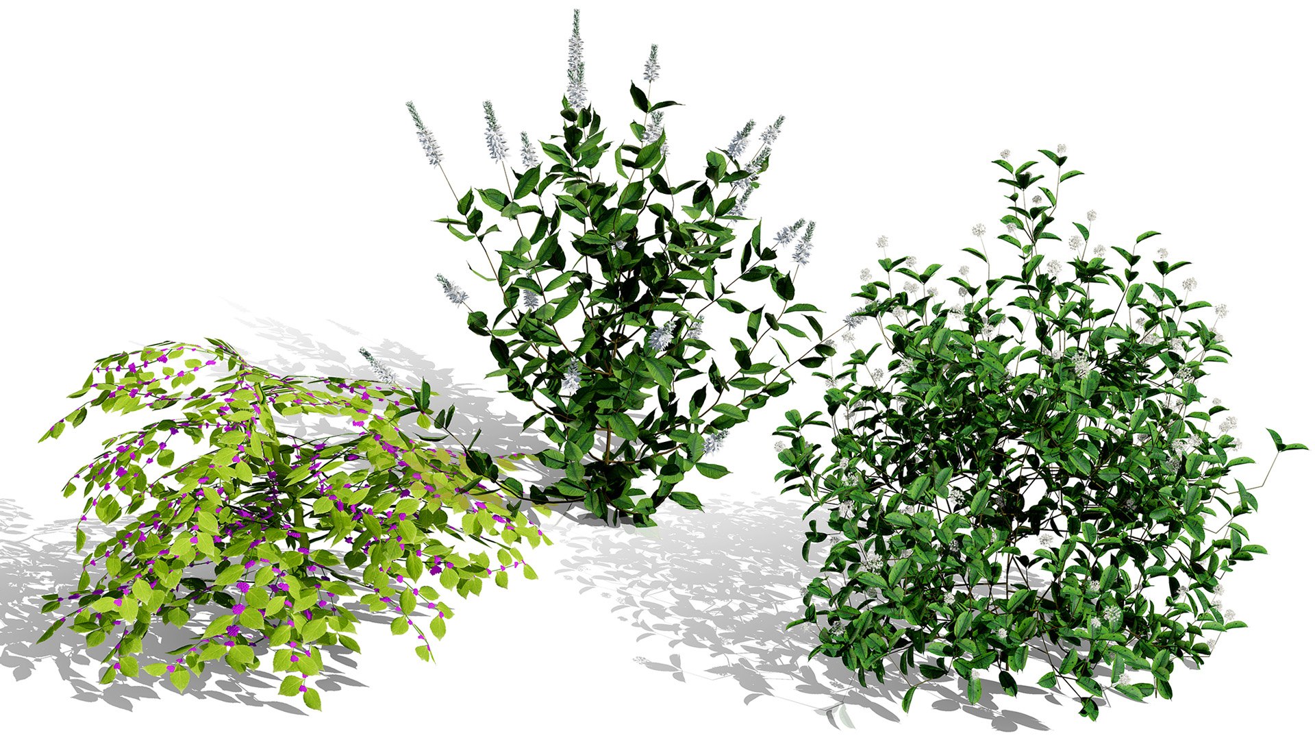 3D model Ultimate North American Shrub Collection https://p.turbosquid.com/ts-thumb/Hx/EPgTXp/rc/00artcoverbeautyberrycallicarpaamericana/jpg/1778801552/1920x1080/fit_q87/162670e798843d7a36cdca02832c47c7e143ff84/00artcoverbeautyberrycallicarpaamericana.jpg