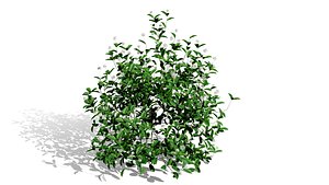 3D model Ultimate North American Shrub Collection