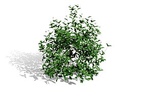 Ultimate North American Shrub Collection