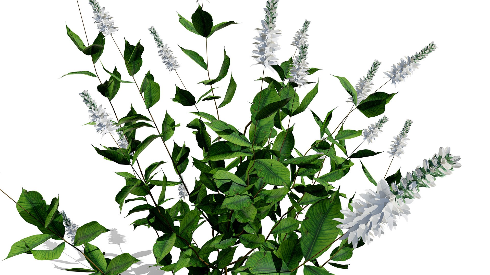 3D model Ultimate North American Shrub Collection https://p.turbosquid.com/ts-thumb/Hx/EPgTXp/xI/sweetpepperbushclethraalnifolia43rl/jpg/1778801555/1920x1080/fit_q87/0f17f3c5df33de967c47f06a2b90edc17d76d251/sweetpepperbushclethraalnifolia43rl.jpg