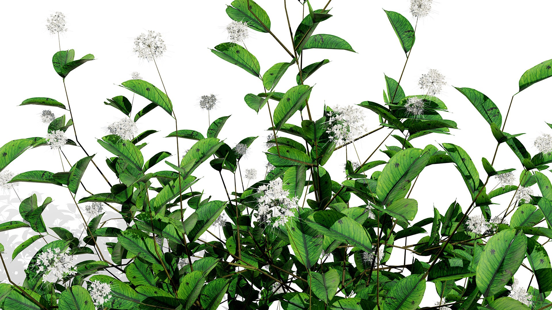 3D model Ultimate North American Shrub Collection https://p.turbosquid.com/ts-thumb/Hx/EPgTXp/zR/buttonbushcephalanthusoccidentalisz4l/jpg/1778801553/1920x1080/fit_q87/ab2ab5302ee475bfe0c365fd55d9855dc185c3be/buttonbushcephalanthusoccidentalisz4l.jpg