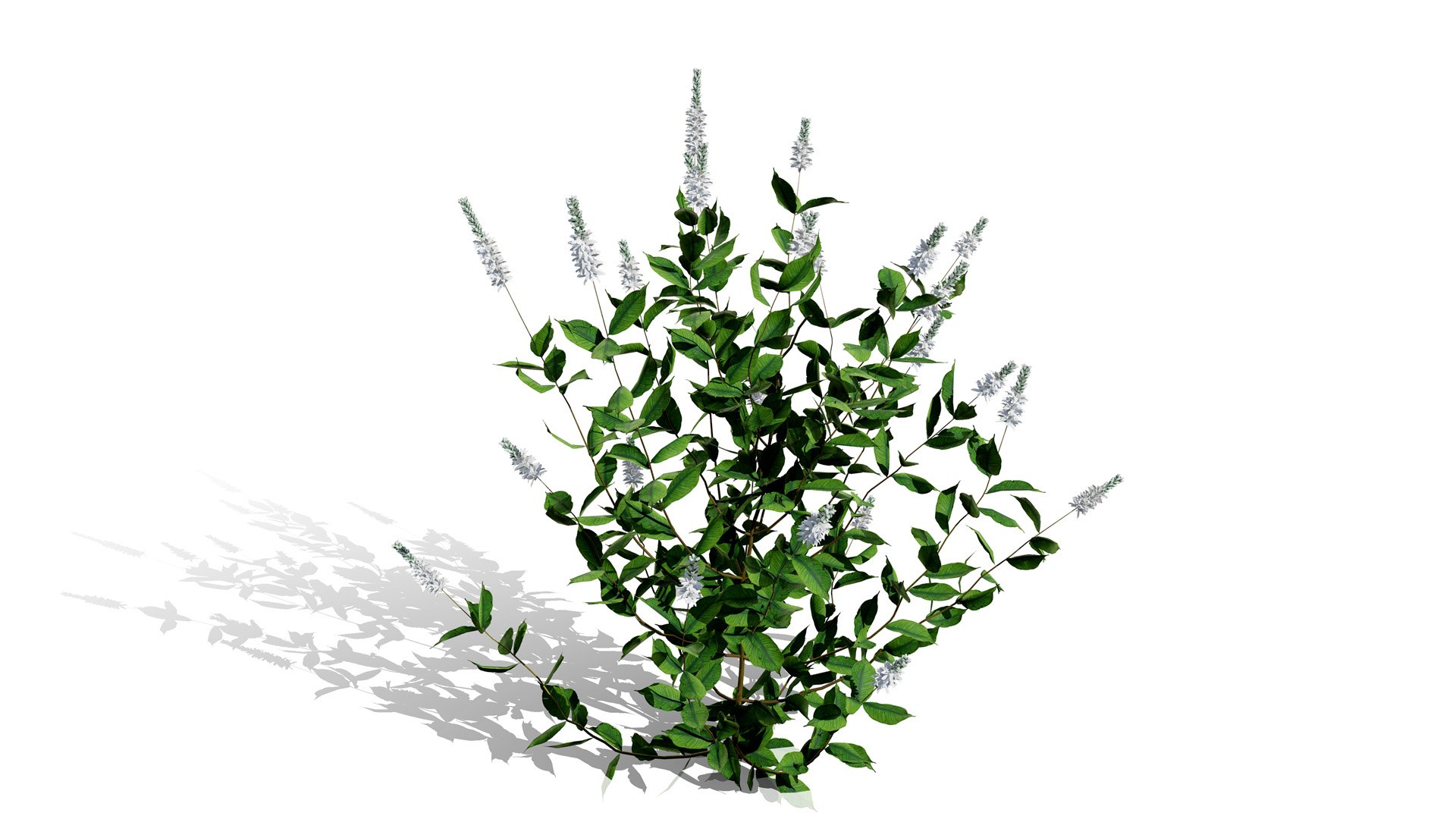 3D model Ultimate North American Shrub Collection https://p.turbosquid.com/ts-thumb/Hx/EPgTXp/zr/sweetpepperbushclethraalnifolial/jpg/1778801556/1920x1080/fit_q87/747fd9fe908ddaf913b9c55b02c36a5bc5d4c56e/sweetpepperbushclethraalnifolial.jpg