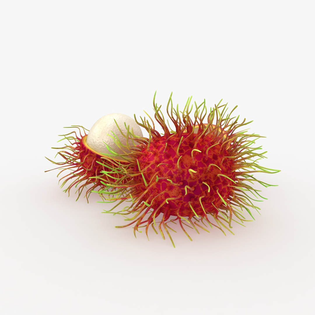 fruit papaya lychee model https://p.turbosquid.com/ts-thumb/Hx/FQtORJ/59coXohc/rambutan/jpg/1535554692/1920x1080/turn_fit_q99/893876a00119984c92186d76270587bcdf56e940/rambutan-1.jpg