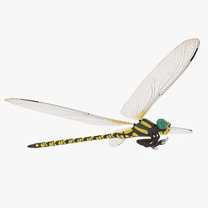 dragonfly 3D model