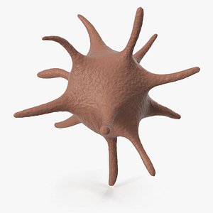 3D model Platelet Blood Cell