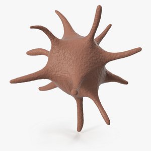 Platelet Blood Cell