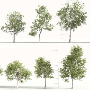 European aspen - Populus tremula 3D model
