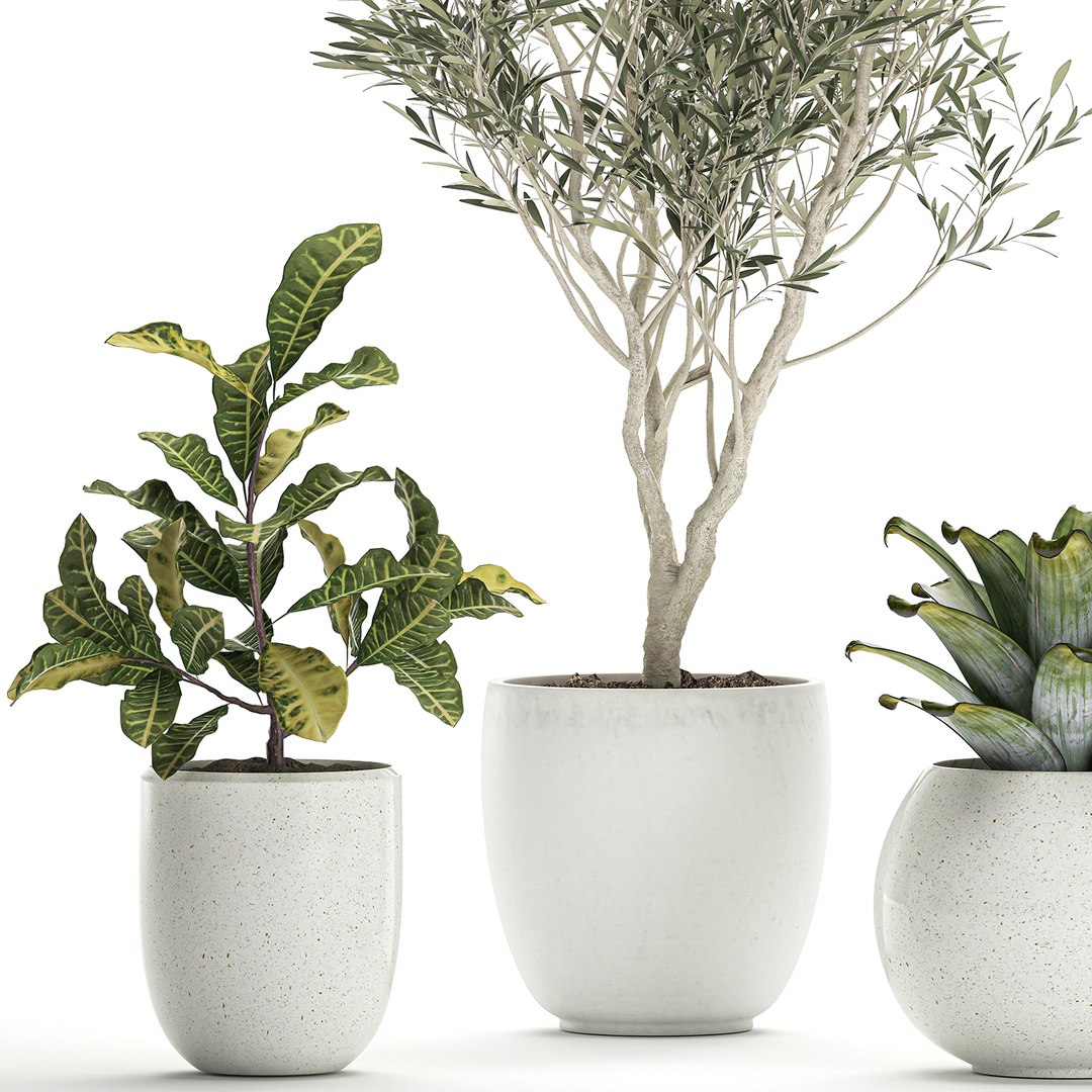 3D plants white https://p.turbosquid.com/ts-thumb/Hx/rQ1hZF/YVi7KKUv/plants0708202004/jpg/1596888193/1920x1080/fit_q87/7159a25f0e086fcba6de063285b71139b6f802c2/plants0708202004.jpg
