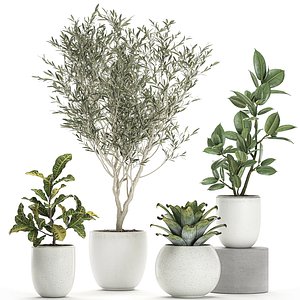3D plants white