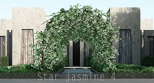 star jasmine max