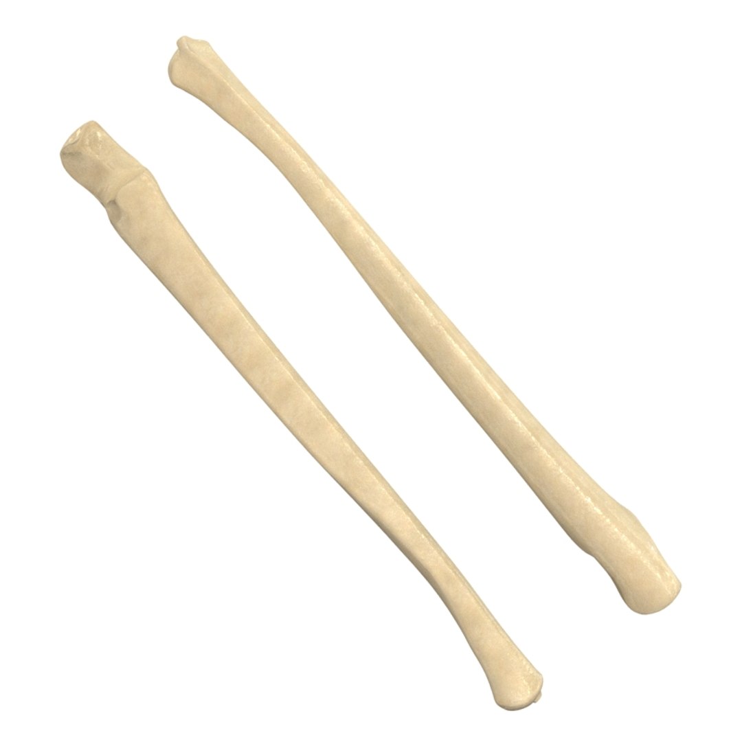 ulna bone 3d max https://p.turbosquid.com/ts-thumb/Hy/OJ9UY3/2wHLNZKh/10000/jpg/1324308763/1920x1080/fit_q87/760165c07443c23e64379cb1694e165a31b00f05/10000.jpg