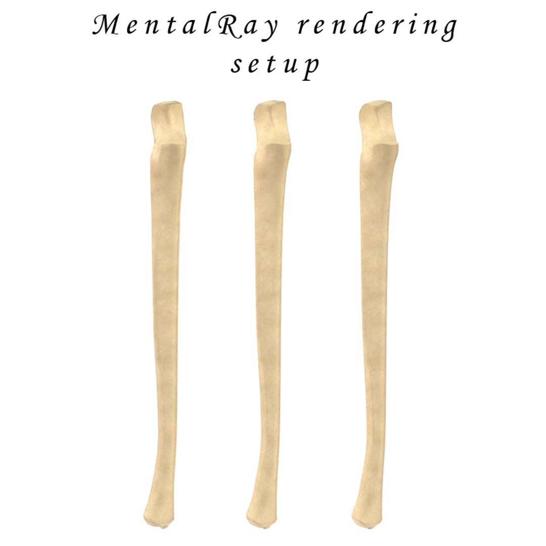 ulna bone 3d max https://p.turbosquid.com/ts-thumb/Hy/OJ9UY3/5JMagBHy/mentalray/jpg/1324308793/1920x1080/fit_q87/f2f3008a4b54a5b6e6234b67e19f040ec561ecab/mentalray.jpg