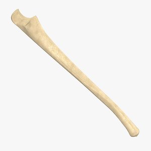 ulna bone 3d max