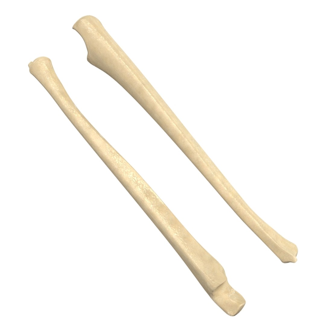 ulna bone 3d max https://p.turbosquid.com/ts-thumb/Hy/OJ9UY3/TbaTFTvJ/10084/jpg/1324308766/1920x1080/fit_q87/0591607943fb263bee2a11db59e9304cca9b5e44/10084.jpg