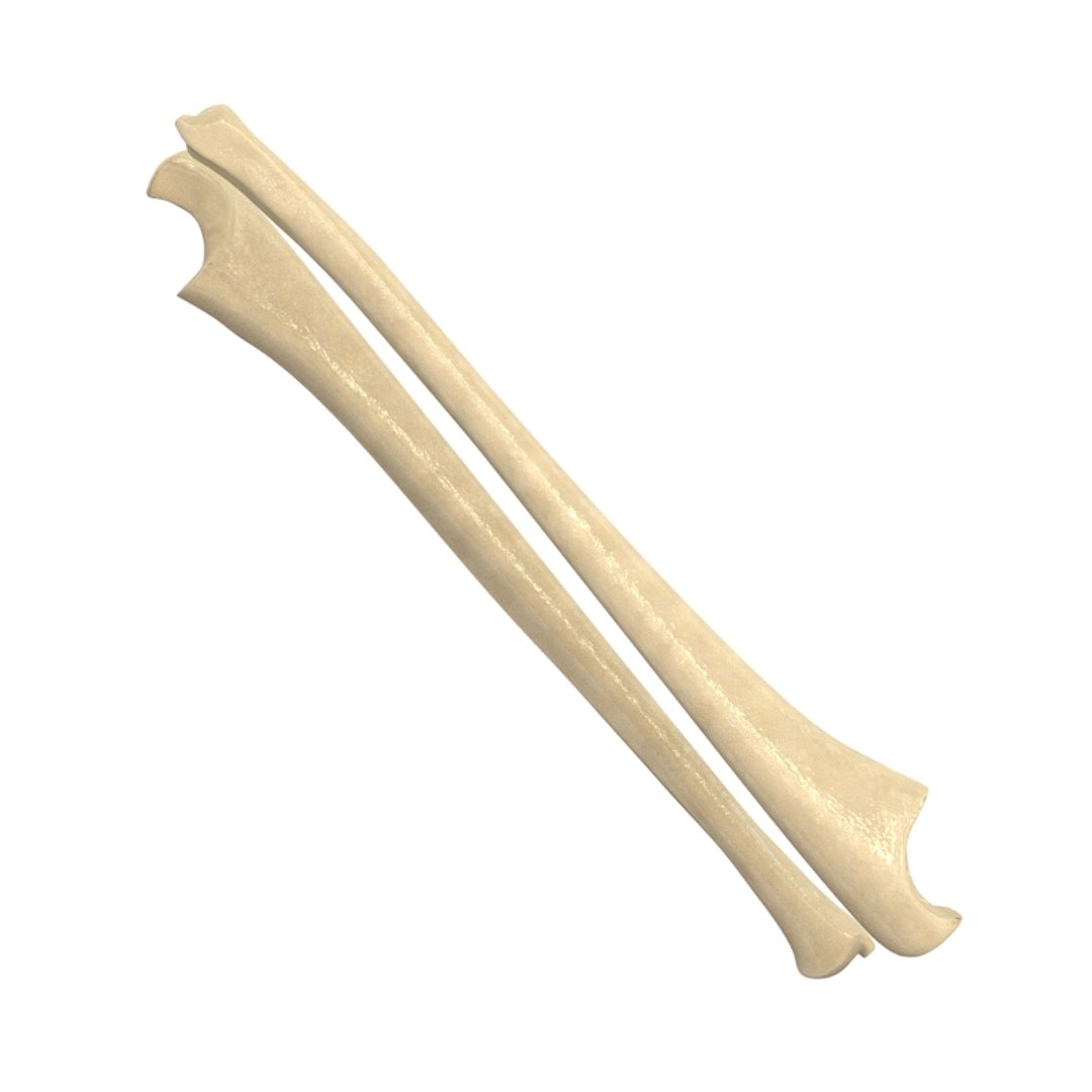 ulna bone 3d max https://p.turbosquid.com/ts-thumb/Hy/OJ9UY3/UIVZpHPo/10126/jpg/1324308768/1920x1080/fit_q87/ff6c5c9c1942fec4711b8c66ab996c3ba3e2ff7a/10126.jpg