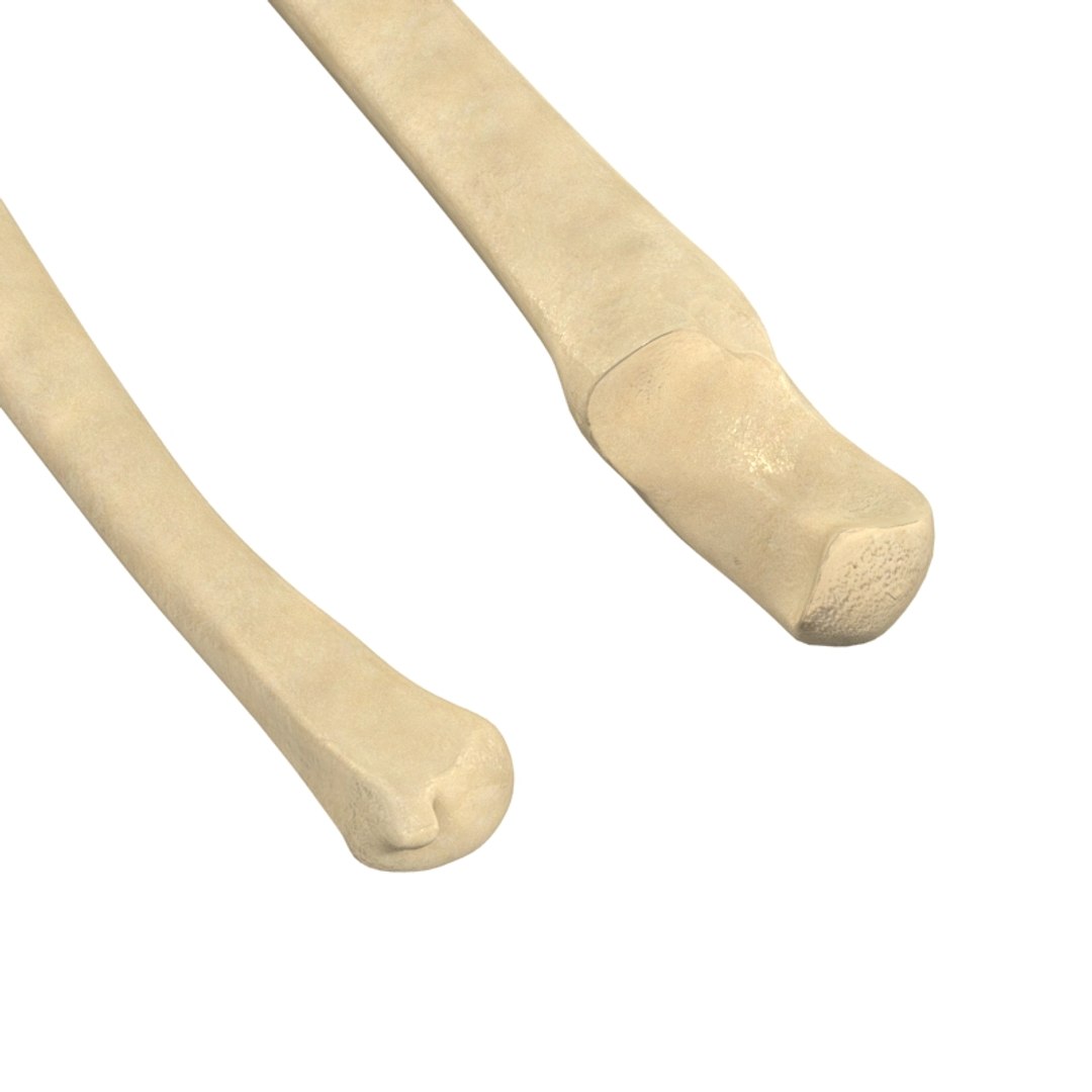 ulna bone 3d max https://p.turbosquid.com/ts-thumb/Hy/OJ9UY3/jcpyx6ix/r6/jpg/1324308774/1920x1080/fit_q87/568af409b563c313842b7b83865411b37891e95f/r6.jpg