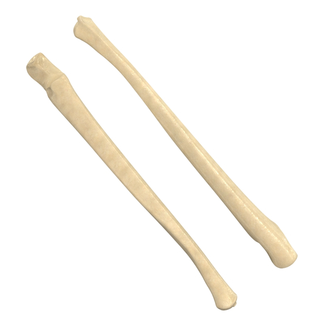 ulna bone 3d max https://p.turbosquid.com/ts-thumb/Hy/OJ9UY3/nP5CiRdB/001/jpg/1324308949/1920x1080/turn_fit_q99/e3b6f519d2c4132f9e63f35c750ea118eebf6e39/001-1.jpg