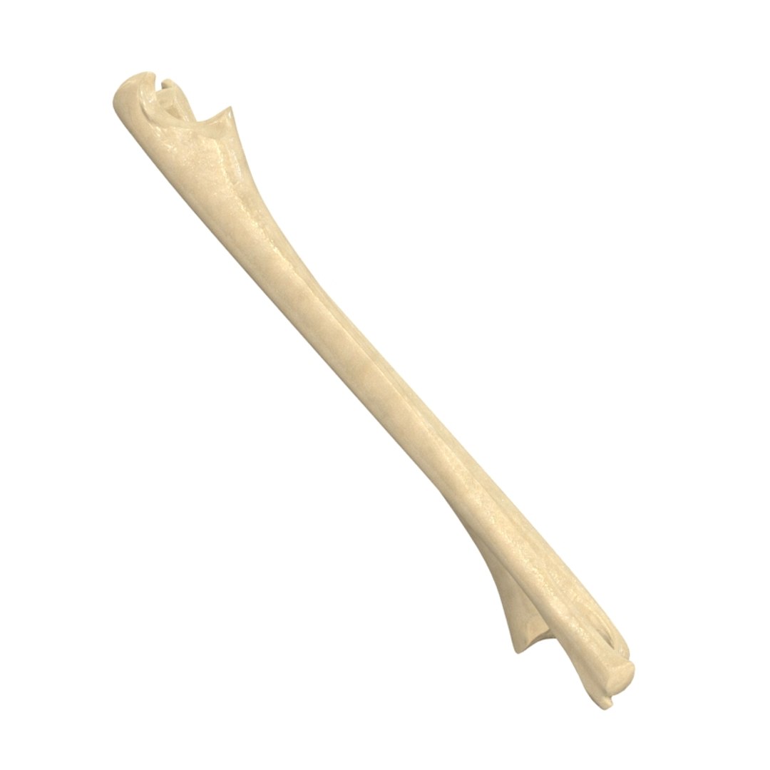 ulna bone 3d max https://p.turbosquid.com/ts-thumb/Hy/OJ9UY3/oA5eGyY4/10042/jpg/1324308764/1920x1080/fit_q87/4a0763966d2300325a24753beaa515d547e7e7cc/10042.jpg