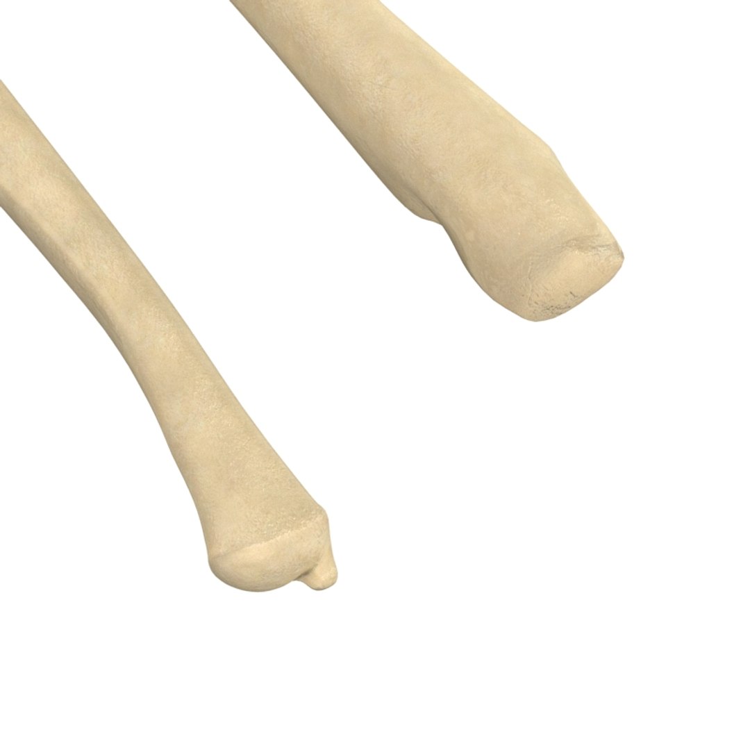 ulna bone 3d max https://p.turbosquid.com/ts-thumb/Hy/OJ9UY3/ocqPOdRA/r5/jpg/1324308772/1920x1080/fit_q87/5d7f794d7dfd3cfd48a18fe7ab51738ca793f78b/r5.jpg