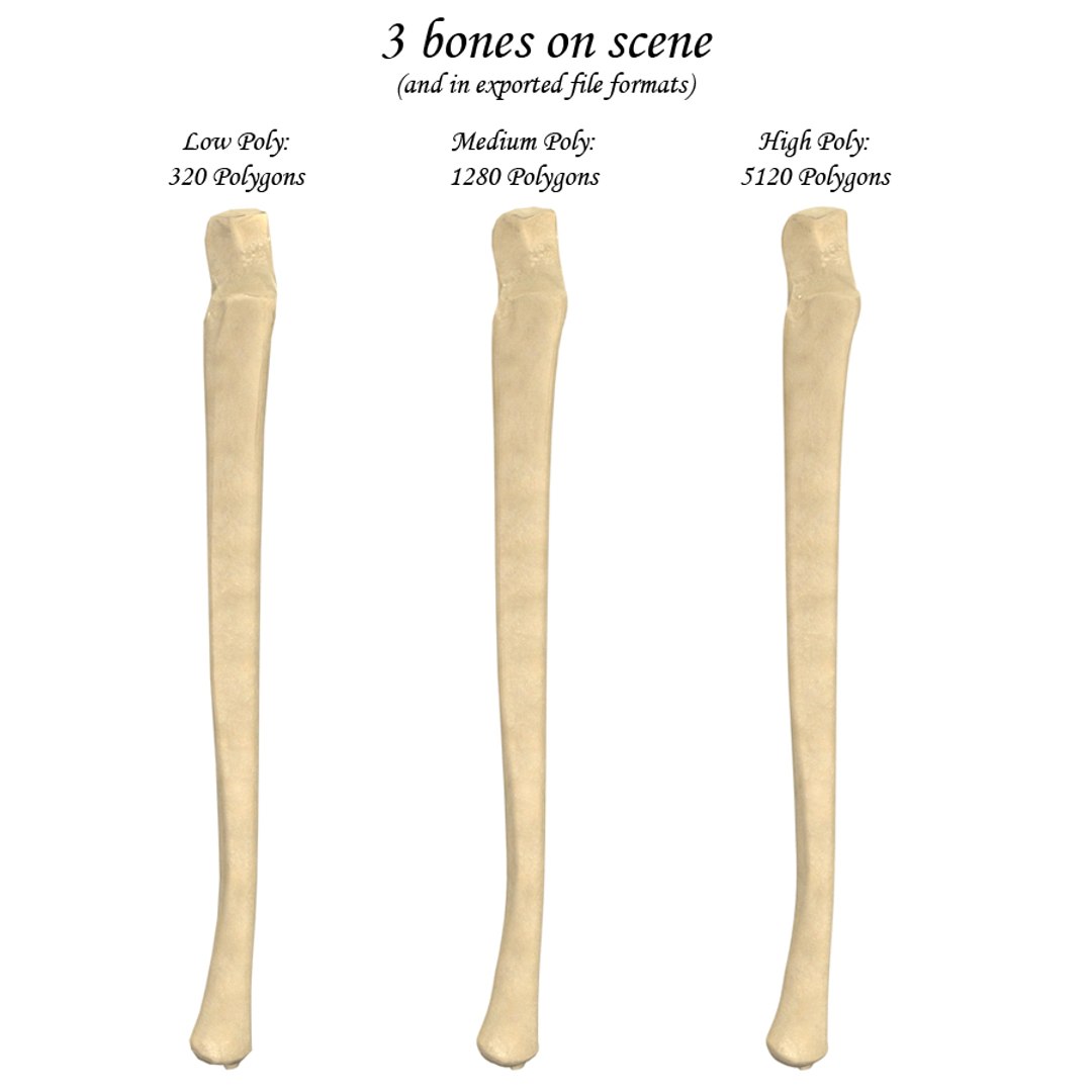 ulna bone 3d max https://p.turbosquid.com/ts-thumb/Hy/OJ9UY3/xpzzCnAY/rinfo/jpg/1324308791/1920x1080/fit_q87/e5bc06b5017ec06fa55a5890fb58cf1d2793045a/rinfo.jpg