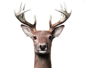 3d deer model