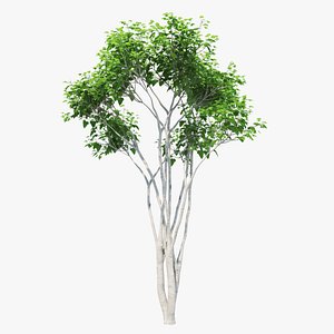 3D silk orange tree 02