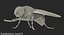 Fly Pose 2 with Fur 3D Model