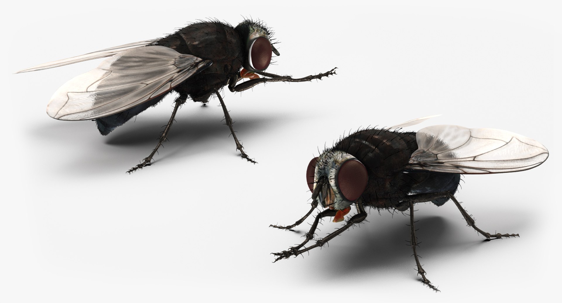 3d fly pose 2 fur https://p.turbosquid.com/ts-thumb/Hy/j1M0rW/2TGVAwwi/flypose2withfur3dsmodel004/jpg/1483092481/1920x1080/fit_q87/3482c378464f006e015606557a85887dcd9f72db/flypose2withfur3dsmodel004.jpg