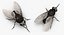 Fly Pose 2 with Fur 3D Model