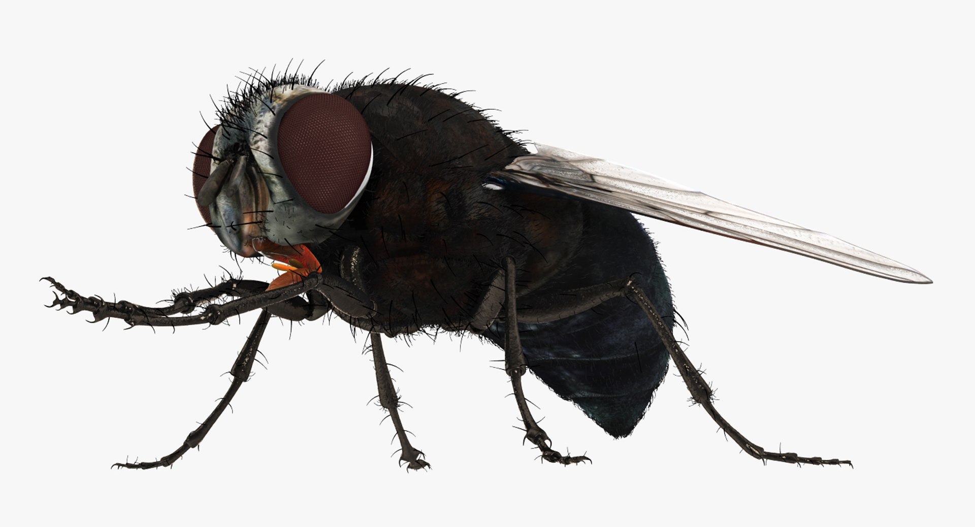 3d fly pose 2 fur https://p.turbosquid.com/ts-thumb/Hy/j1M0rW/5nbzHwwt/flypose2withfur3dsmodel008/jpg/1483092481/1920x1080/fit_q87/0112b5e0fd3c816978424ce2f0b1428c93f1c7ab/flypose2withfur3dsmodel008.jpg
