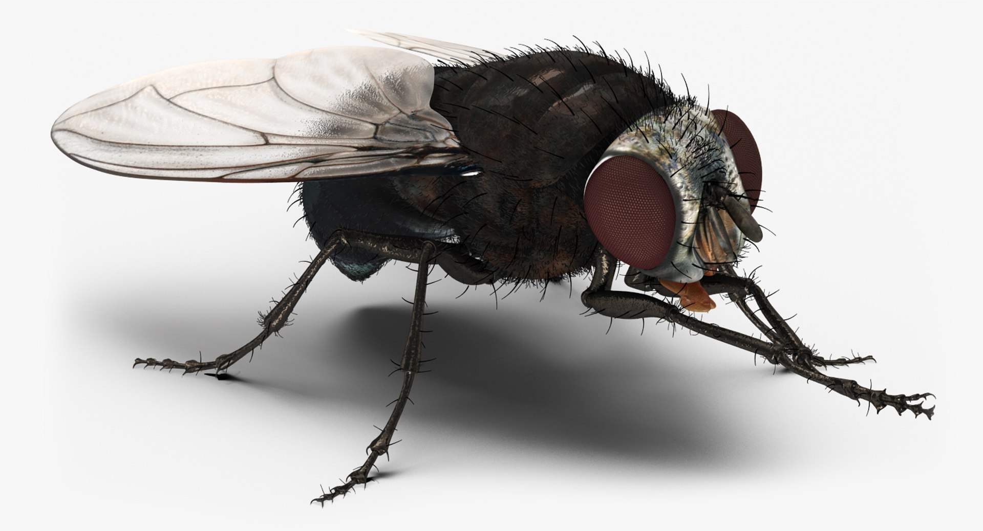 3d fly pose 2 fur https://p.turbosquid.com/ts-thumb/Hy/j1M0rW/L9d3wKtS/flypose2withfur3dsmodel002/jpg/1483092481/1920x1080/fit_q87/0de53f3b25d84eba4f990aa45dca8fcfa7d7c5e2/flypose2withfur3dsmodel002.jpg