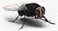 Fly Pose 2 with Fur 3D Model