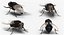 Fly Pose 2 with Fur 3D Model