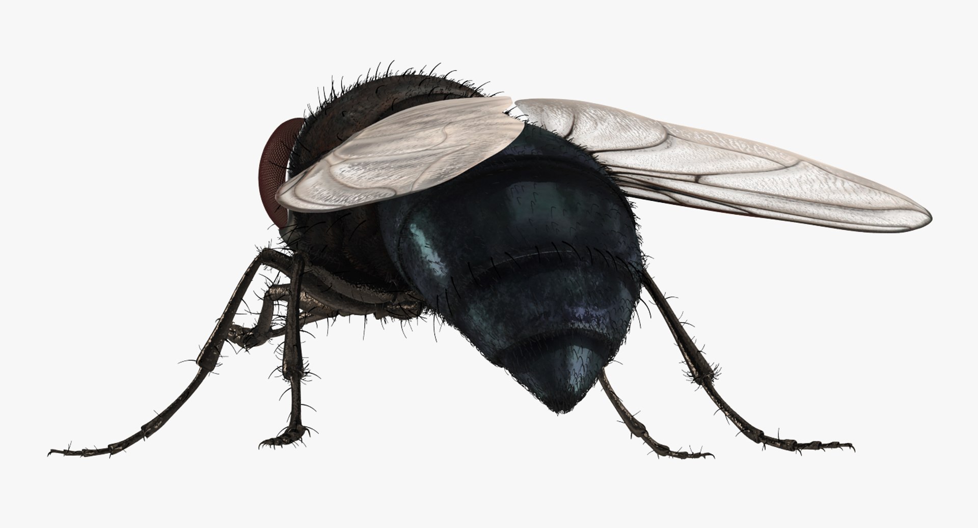 3d fly pose 2 fur https://p.turbosquid.com/ts-thumb/Hy/j1M0rW/QUK6yNCw/flypose2withfur3dsmodel009/jpg/1483092481/1920x1080/fit_q87/9baf4154668a8f1a89cce0e57c3946a7089c34a8/flypose2withfur3dsmodel009.jpg