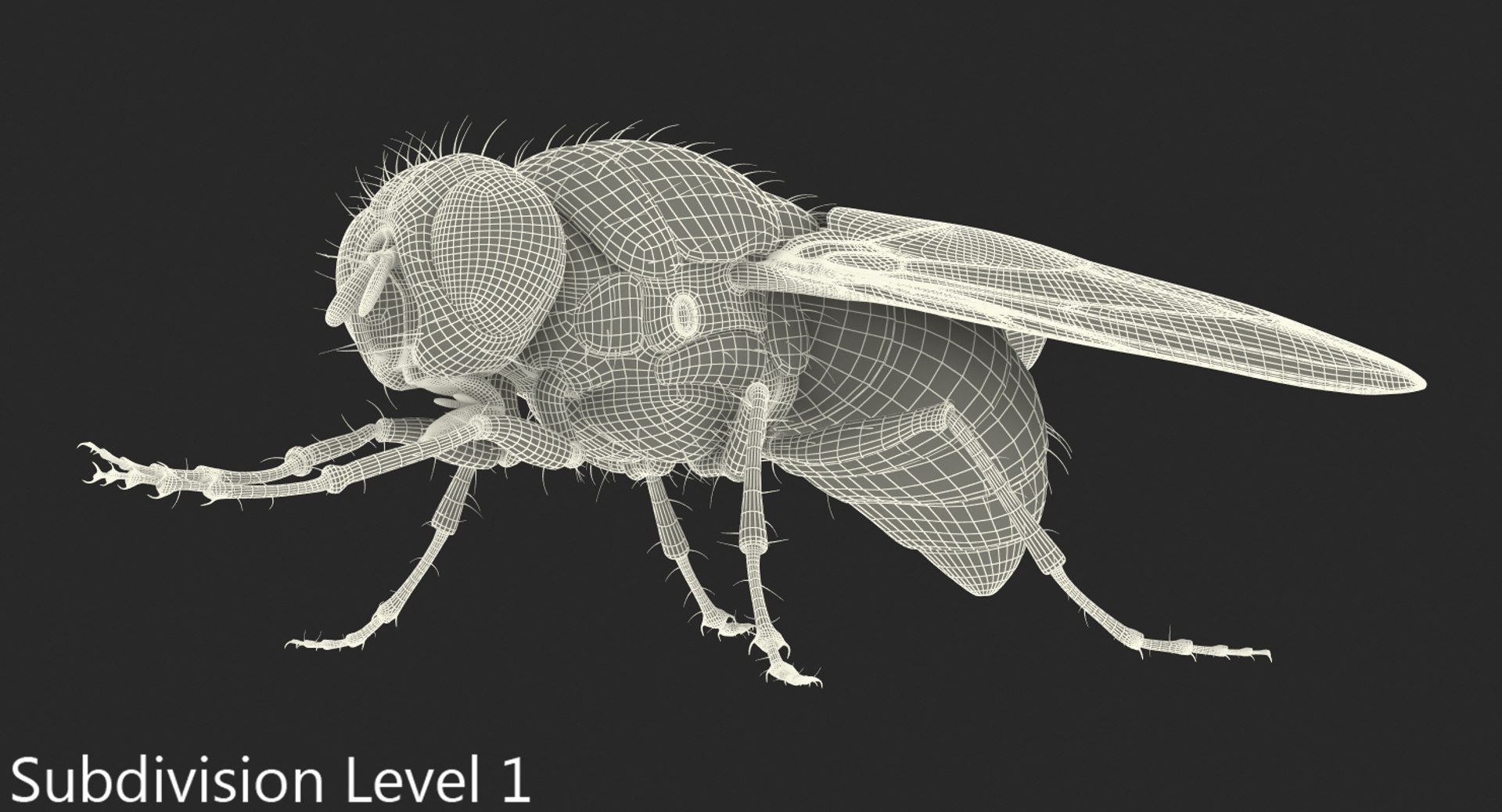 3d fly pose 2 fur https://p.turbosquid.com/ts-thumb/Hy/j1M0rW/TEPjapNH/flypose2withfur3dsmodel016/jpg/1483092482/1920x1080/fit_q87/ccbc981194632c9f067325071e3f1aa3f774db0a/flypose2withfur3dsmodel016.jpg