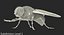 Fly Pose 2 with Fur 3D Model