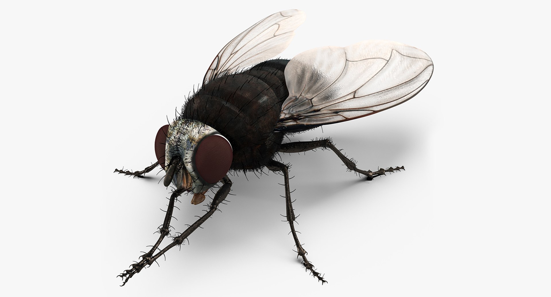 Fly Pose 2 with Fur 3D Model 3D model preview