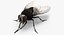 Fly Pose 2 with Fur 3D Model