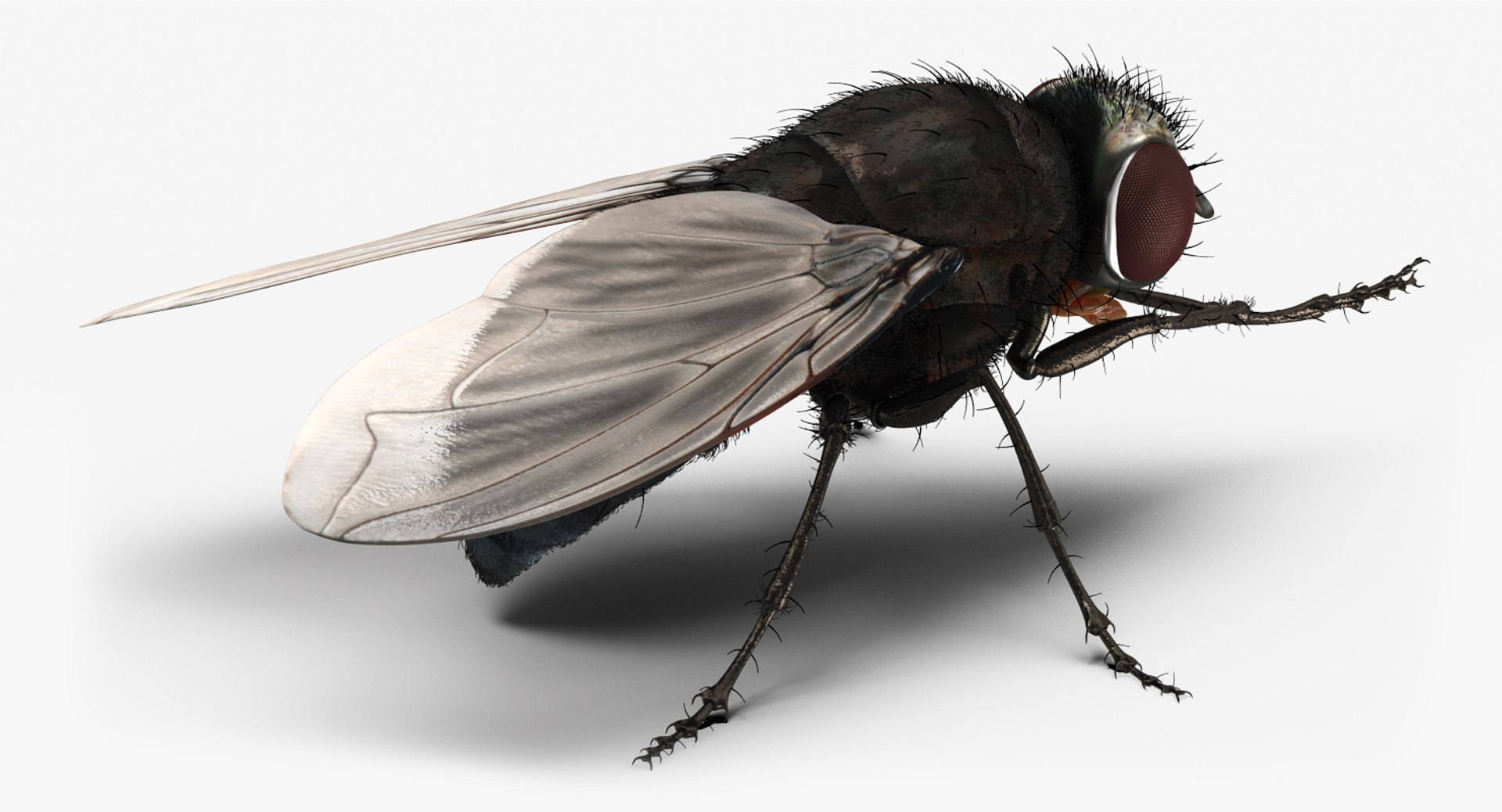 3d fly pose 2 fur https://p.turbosquid.com/ts-thumb/Hy/j1M0rW/Yp1U7nfF/flypose2withfur3dsmodel003/jpg/1483092481/1920x1080/fit_q87/b002f5300875eb6464999868ec0b9ac8f91b500f/flypose2withfur3dsmodel003.jpg